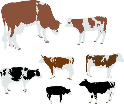 cows and calf color vector silhouette