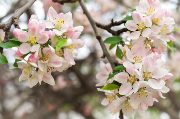 Spring leaf of apple