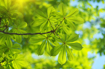 Fototapeta na wymiar Spring leaf