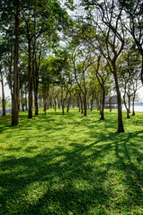 grass and tree with shadow in a park beside the lake