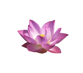 lotus