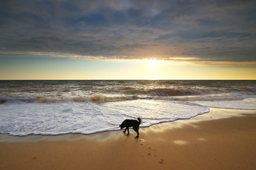 Dog on the beach