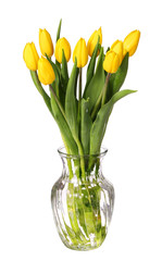 yellow tulips flower isolated on white background.