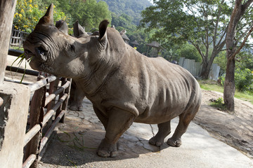 Obraz premium African black rhinoceros