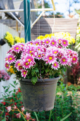 Fototapeta na wymiar Colorful flower on basket hang on stacking