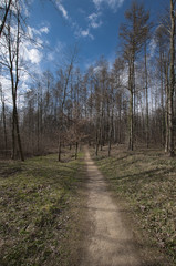Fototapeta na wymiar Wiosenny las