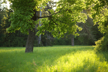 Fototapeta na wymiar tree on a glade in the sunlight