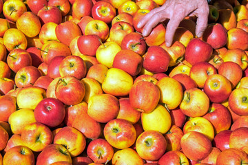 Naklejka na ściany i meble Many red apples for sale at a market