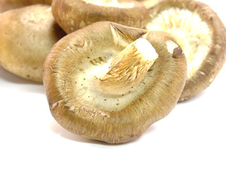 mushrooms isolated