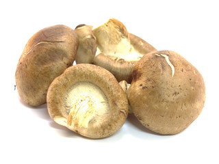 mushrooms isolated