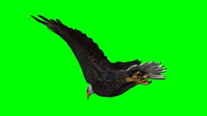 Bald Eagle in fly separated on green screen