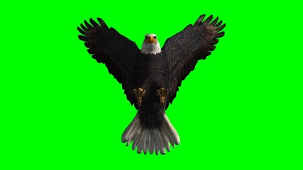 Bald Eagle in fly separated on green screen