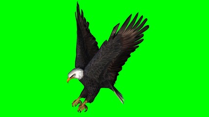Bald Eagle in fly separated on green screen