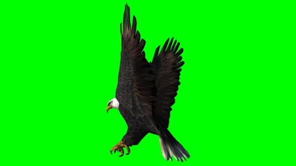 Bald Eagle in fly separated on green screen