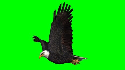 Bald Eagle in fly separated on green screen