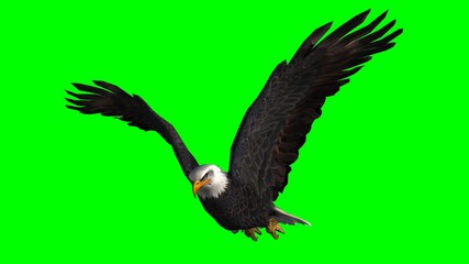Bald Eagle in fly separated on green screen