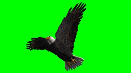 Bald Eagle in fly separated on green screen