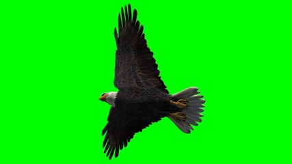 Bald Eagle in fly separated on green screen