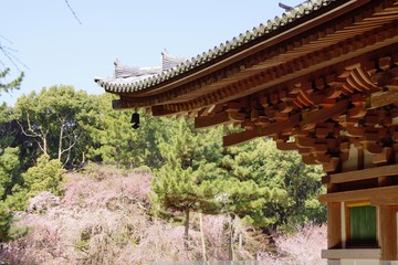 Fototapeta premium 醍醐寺の桜