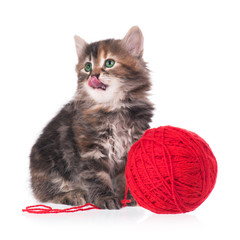 Cute kitten