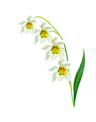 spring flowers snowdrops isolated on white background