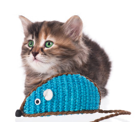 Siberian kitten