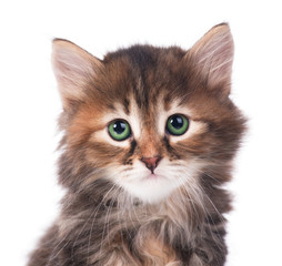 Obraz premium Siberian kitten