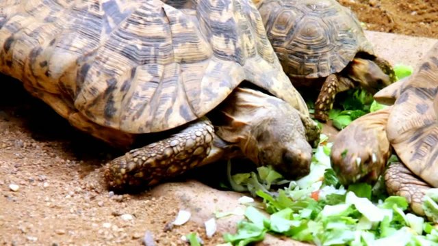Turtles  dinner in zoo