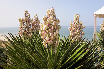 blooming yucca filamentosa coast of Spain - obrazy, fototapety, plakaty