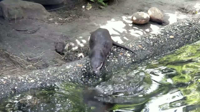 Otters playing on the shore, dive and swim