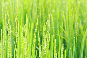 Plakat Rice field.