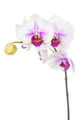 Blooming twig of white purple orchid isolated on white backgroun