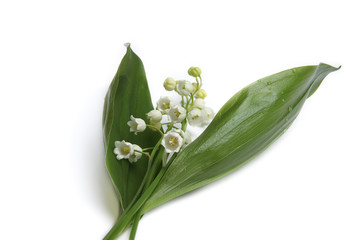Obraz premium Muguet