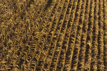 Beautiful morning. Fields from above