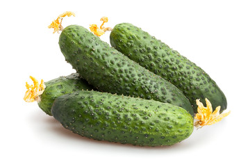 cucumber