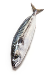 Whole Atlantic mackerel fish