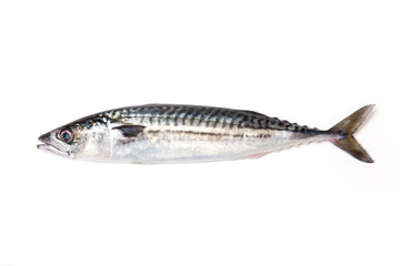 Whole Atlantic mackerel fish