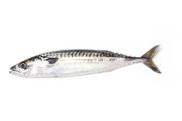 Whole Atlantic mackerel fish