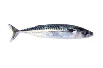Whole Atlantic mackerel fish