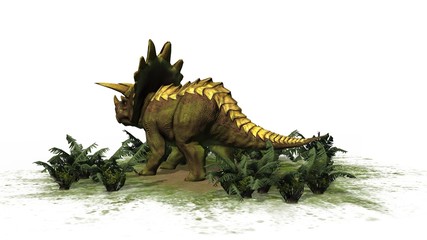 Triceratops Dinosaur - seperated on white background