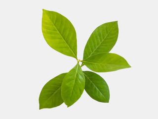 green leaves iaolated