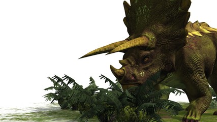 Triceratops Dinosaur - seperated on white background