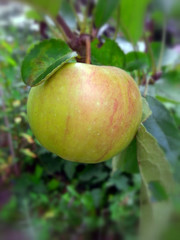 Apfel am Baum
