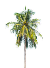 Fototapeta na wymiar Palm tree isolated