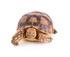 Naklejka premium turtle on white background