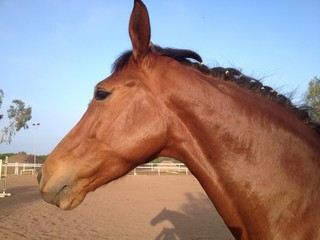profil de cheval