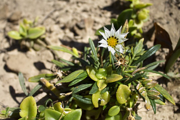 white flower purslane with  leaves closeup