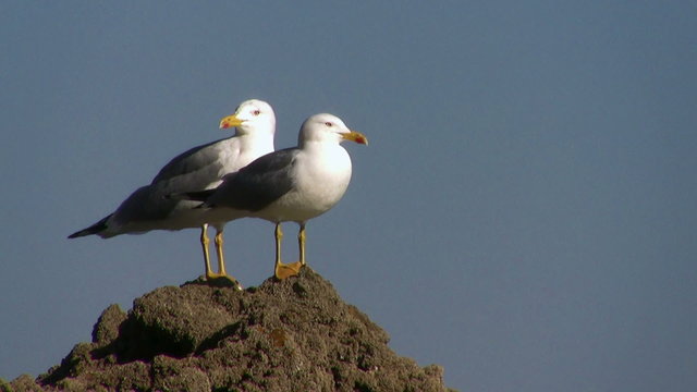 Two seagulls in a rock on blue background