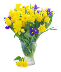 spring narcissus, tulips and irises