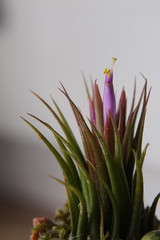 Blossom of an epiphytic tillandsia air plant